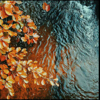 【汪曾祺《人间草木》】在线收听_澄色电台_