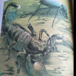 昆虫记幼虫对朗格多克蝎子的免疫力