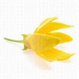 【单方第一季:依兰依兰】在线收听_精油侠Max，精油侠工作室_荔枝FM