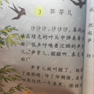 笋芽儿