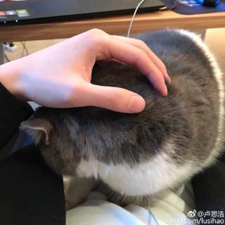 【卢思浩~我和我的猫都很想你,我有猫,可我没