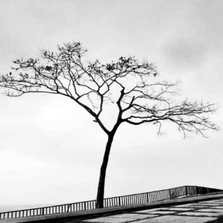 【早春的树-三月翻唱】在线收听_听三月唱歌_