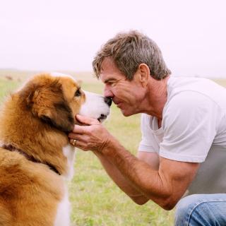 【一条狗的使命 电影原声】在线收听_小鹿的私