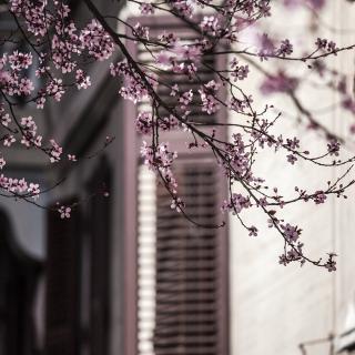 【《笑忘书》,李元胜】在线收听_行歌77_荔枝