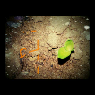 【女人花】在线收听_一叶知心_荔枝FM