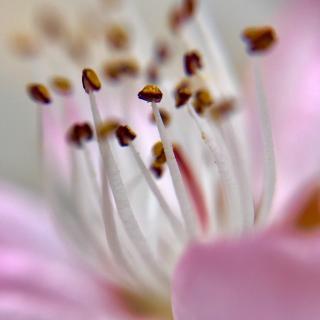 【爱你,何需春风十里 作者:琉璃疏影 主播:月光