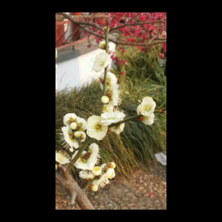 【遇见你所要遇见的人】在线收听_作文导师团