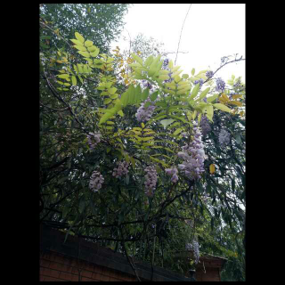 【小故事大道理:所长无用】在线收听_飞舞吧_