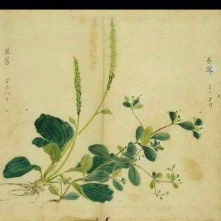 【国风.周南.葛覃-小可】在线收听_爱悦读_荔枝