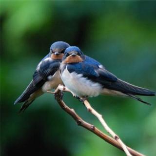 【小燕子穿花衣?我看到的燕子明明就是黑白色】在线收听_谈资有营养_荔枝FM