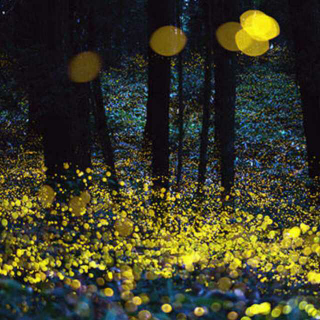 【萤火虫小巷】在线收听_短腿毛球_荔枝FM