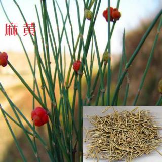 麻黄