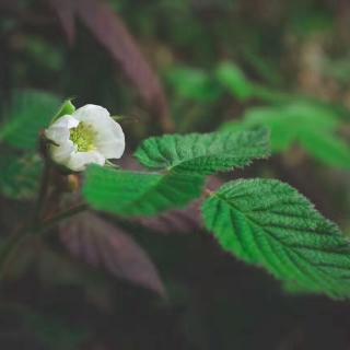 【我也曾经想过一了百了】在线收听_小北电台