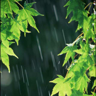 【【推歌】双笙-采茶纪】在线收听_暮歌霜焉_