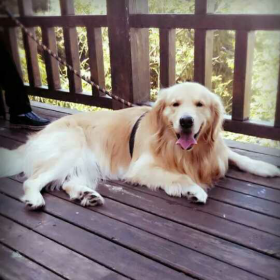 狗狗和我的十个约定