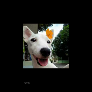 【郑风 子衿】在线收听_杜娟微语_荔枝FM