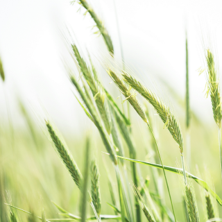 【《给你的歌》席慕蓉】在线收听_明月来相照