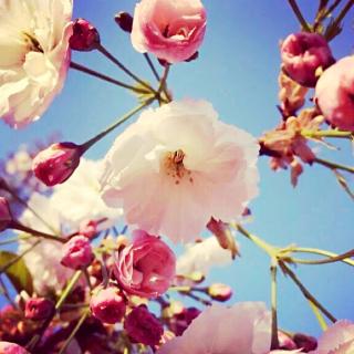 【被盲毒的猎人】在线收听_魔王不想做魔王_