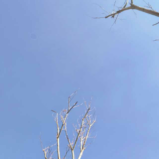 【认真的老去】在线收听_一只独立独行的猫_