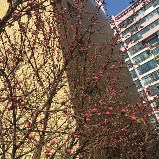 【仙人抚我顶,结发受长生4】在线收听_苏小苏