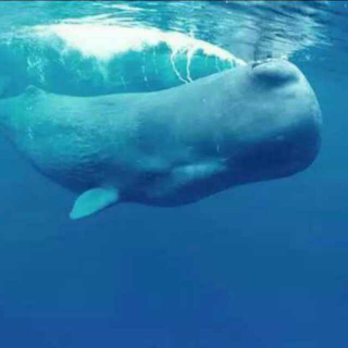 【我们都是52赫兹的鲸,用尽一生寻找懂自己的人】在线收听_阑珊夜语_荔枝FM