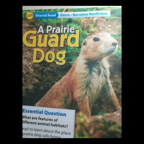 a prairie guard dog reading1