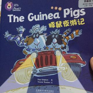 the guinea pigs