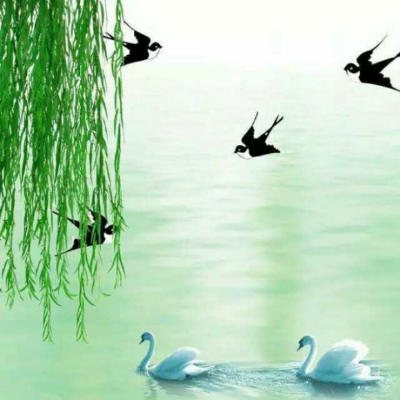 合诵《柳芽儿》文/阿紫 朗诵/佟航宇 边福来