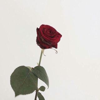 我可以不恨你,但却永远无法原谅你