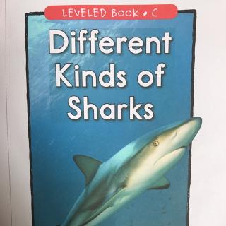 raz c-different kinds of sharks