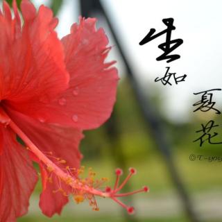 生如夏花(泰戈尔)