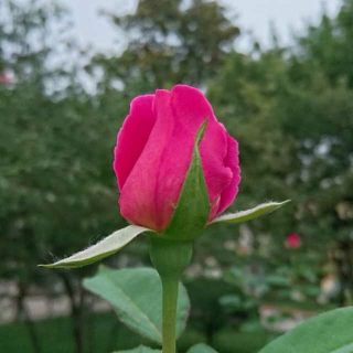 【43、孙悟空的师傅究竟是谁】在线收听_岳读