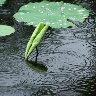 清莲:江南雨