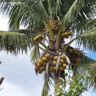 我爱家乡的椰子树