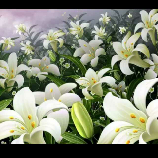 【《哭泣的百合》–碑林路人】在线收听_默默