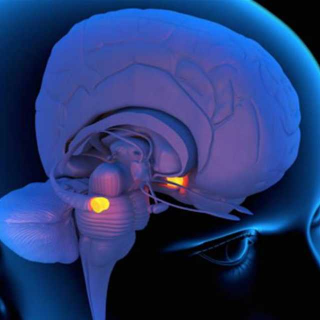 【帮助宝宝适应幼儿园，注意对付大脑的杏仁核】在线收听_kan小姐_荔枝FM