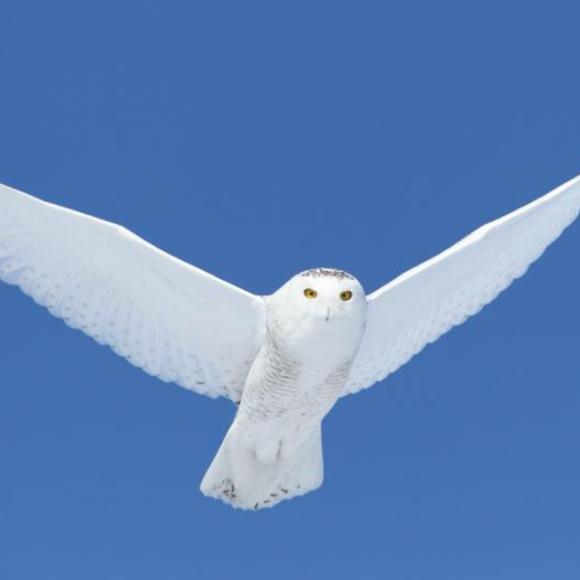 170723 a snowy owl 雪鸮:独步风之谣!(最美动物诗集