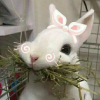 睡前故事：小白兔和小灰兔系列（二）