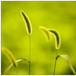 wild grass 夏衍《野草》