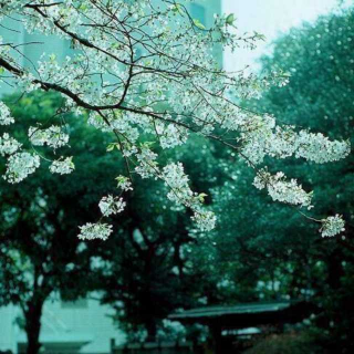 《一朵白蔷薇》--冰心