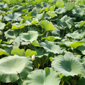 《同学录》书海沧生 12.一辈子一次奔跑