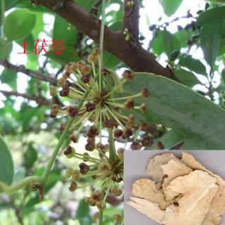 土茯苓