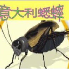 《昆虫记》之《意大利蟋蟀》