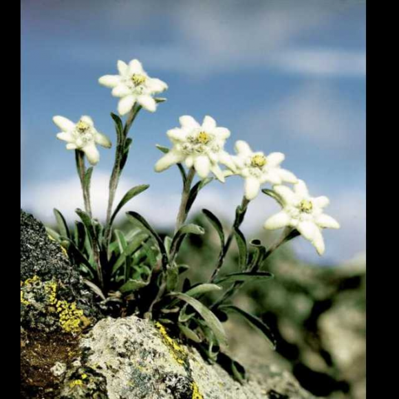 雪绒花edelweiss