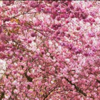 【Jane陈彦君48个国际音标读音改错】在线收