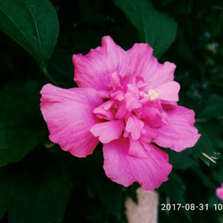 【祖国啊我亲爱的祖国】在线收听_淡月浅吟_