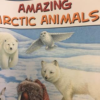 amazing arctic animal 2 (jerry 603)