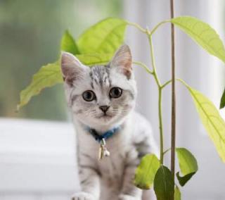 【给猫带铃铛】在线收听_彤彤Fiona的播客_荔枝FM