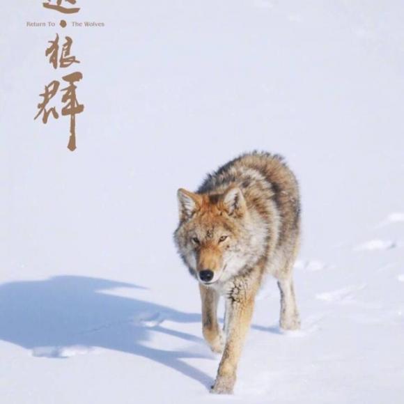 重返狼群5