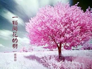 【一颗开花的树---席慕容】在线收听_天天进步